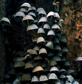 Une foultitude de champignons accrochés à un tronc d'arbre illustrant la succession des générations