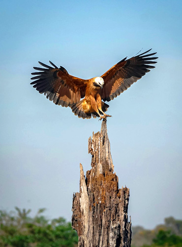 Aigle atterrissant sur un rocher pointu, symbolisant le coaching et la mise en mouvement sur un projet ciblé, en déployant toutes ses capacités