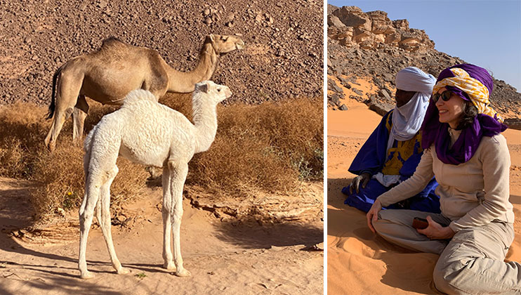 Marche thérapeutique voyage initiatique en Algérie, parmi les chameaux, maîtres des lieux