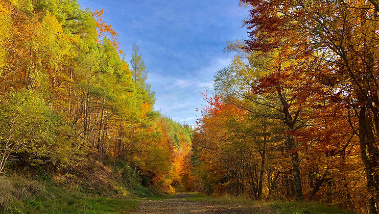 Marche thérapeutique voyage initiatique au sein des forêts rousses de l'automne